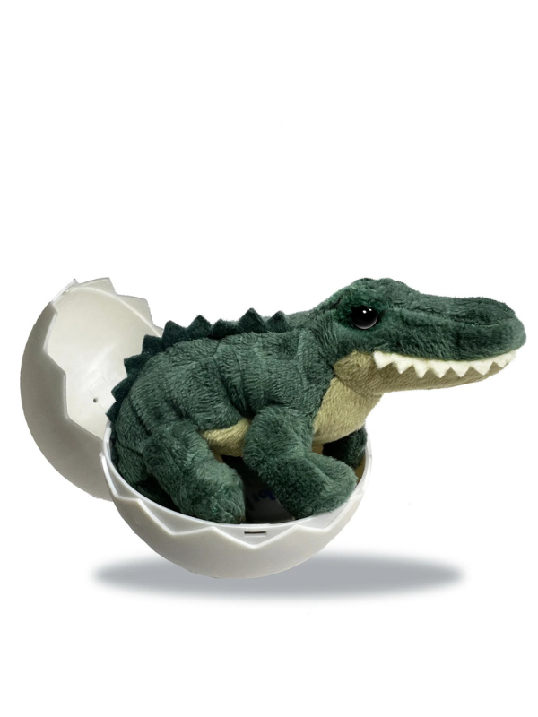 Alligator Hatchling